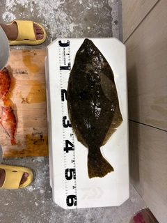ヒラメの釣果