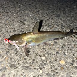 アメリカナマズ