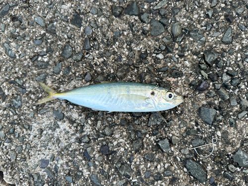 マアジの釣果