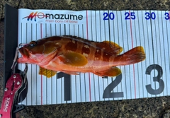 アカハタの釣果