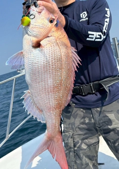 マダイの釣果