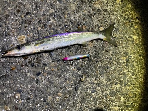 アカカマスの釣果