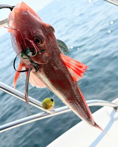 ホウボウの釣果