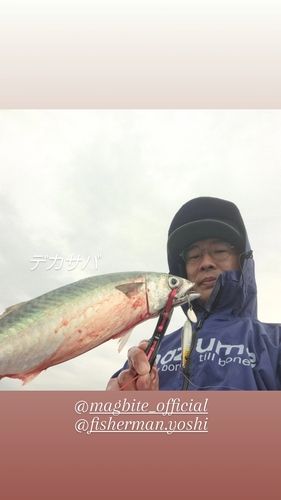 サバの釣果