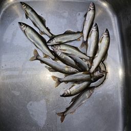 アユ