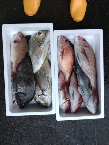 マダイの釣果