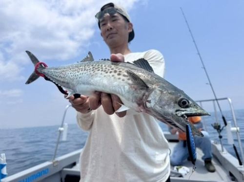 サゴシの釣果