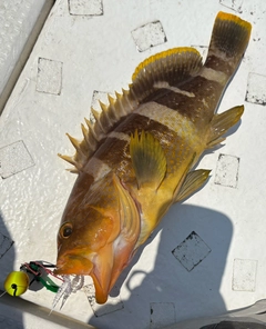アオナの釣果