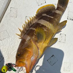 アオナ
