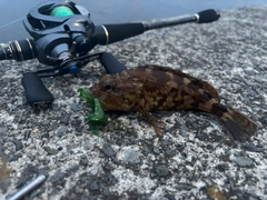 ガシラの釣果