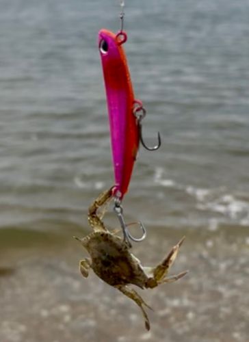 カニの釣果