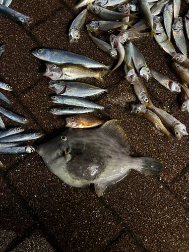 カワハギの釣果