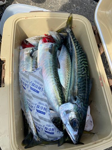 サバの釣果