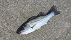 セイゴ（マルスズキ）の釣果