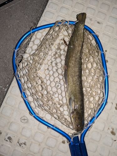 マナマズの釣果