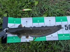 ナマズの釣果