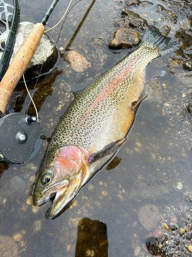 ニジマスの釣果