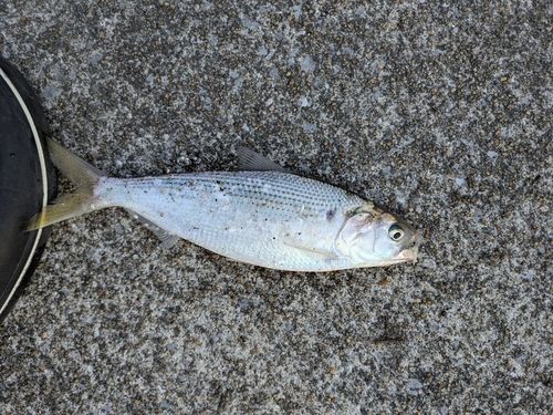 コノシロの釣果
