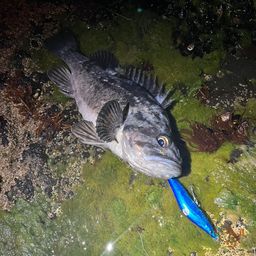 クロソイ