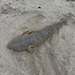 マゴチ