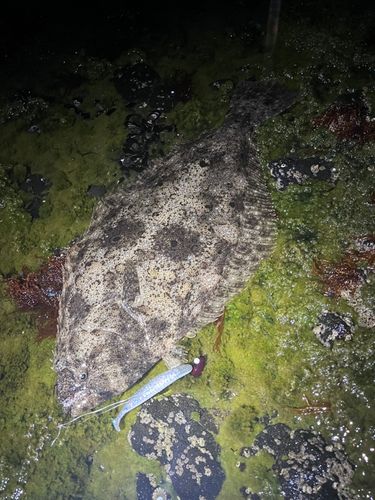 ヒラメの釣果