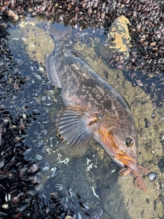 アイナメの釣果