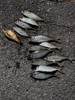 アジの釣果
