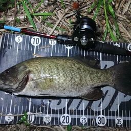 スモールマウスバス