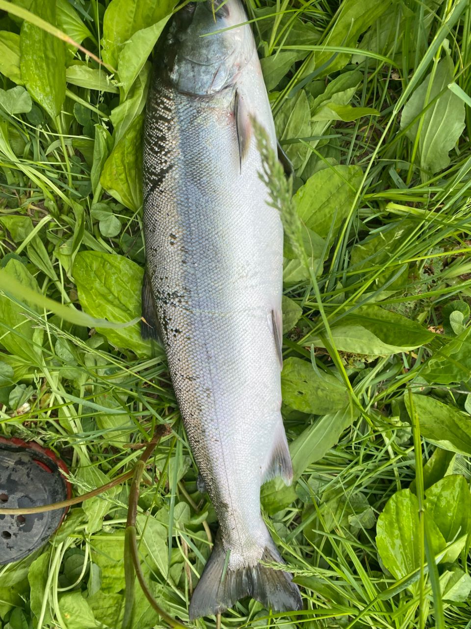 アメマス