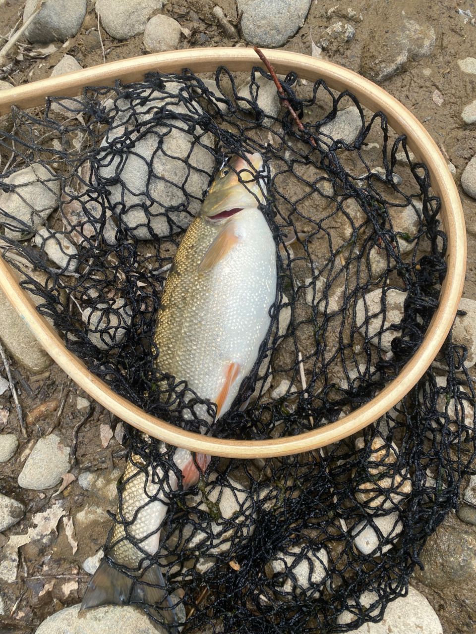 アメマス