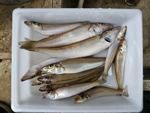 シロギスの釣果