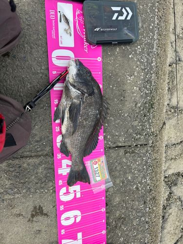 クロダイの釣果
