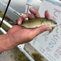 スモールマウスバス