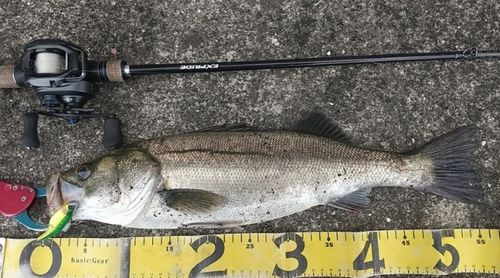シーバスの釣果