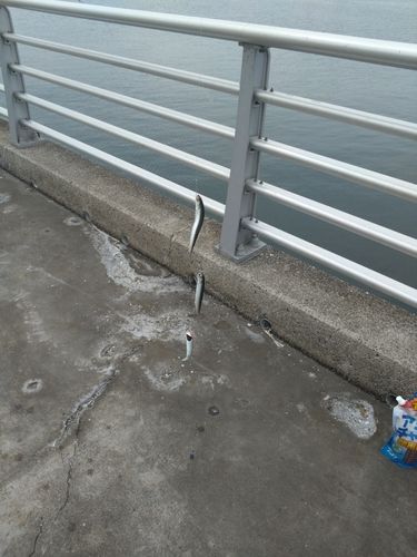 カタクチイワシの釣果