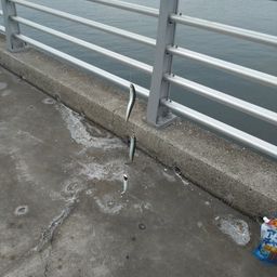 カタクチイワシ