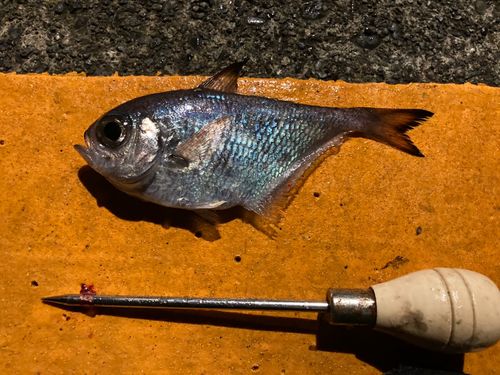 ミナミハタンポの釣果
