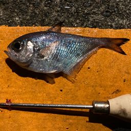 ミナミハタンポ