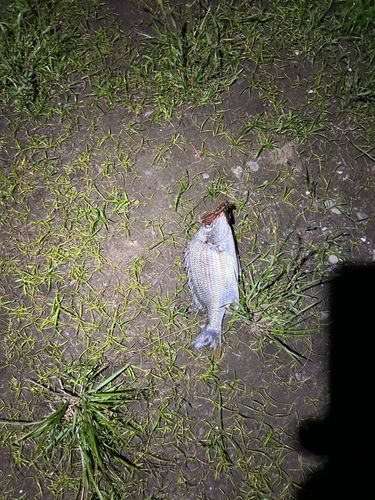 キビレの釣果