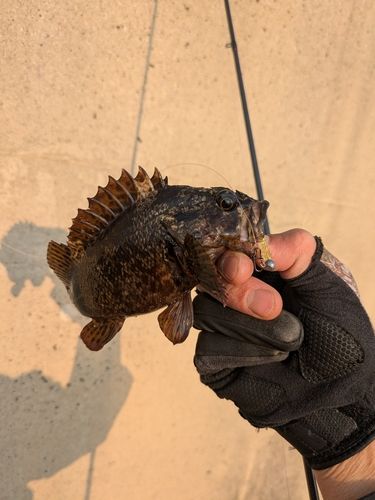 ムラソイの釣果