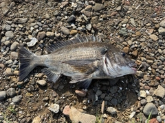 クロダイの釣果