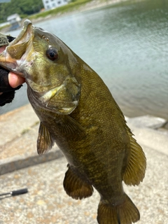 スモールマウスバスの釣果