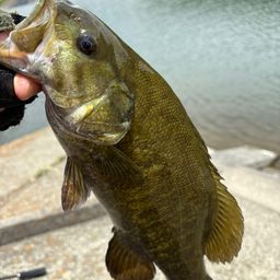 スモールマウスバス