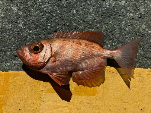 キントキダイの釣果