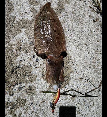 モンゴウイカの釣果
