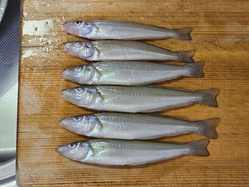 シロギスの釣果