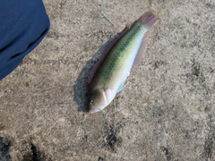 ベラの釣果