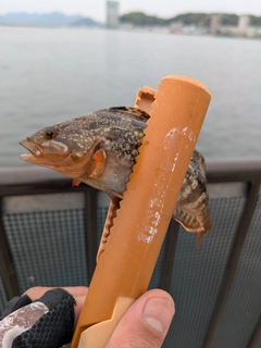 アイナメの釣果
