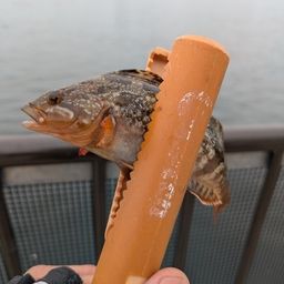 アイナメ