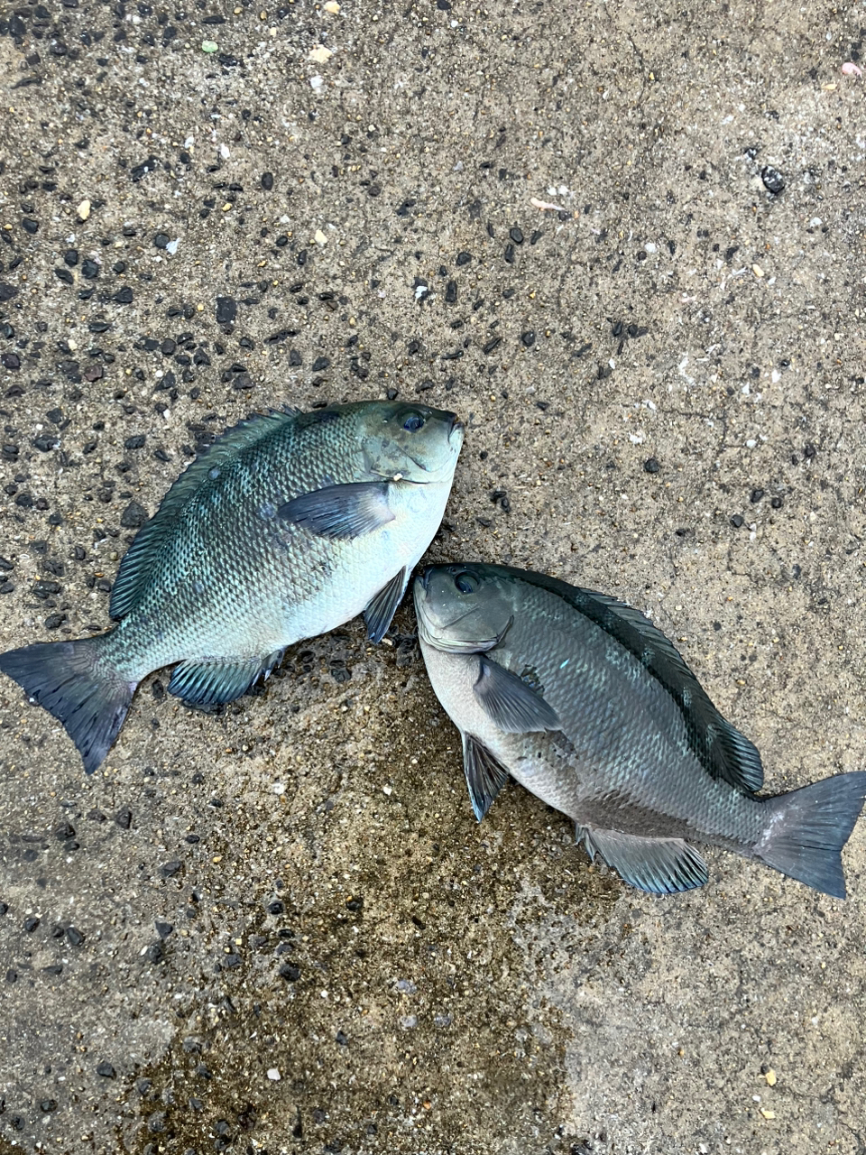 SHIMANO 21極翔 1-530の最安値・インプレ・釣果 | 本音の口コミ